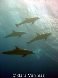 Diving with wild dolpins in Hurghada.
DSC-P12 by Klara Van Sas 